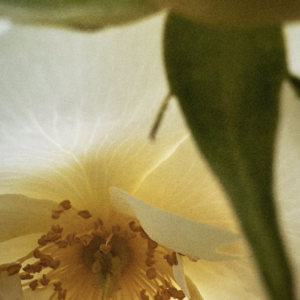 The Ritual Garden Spring Edition - Clear&Bloom